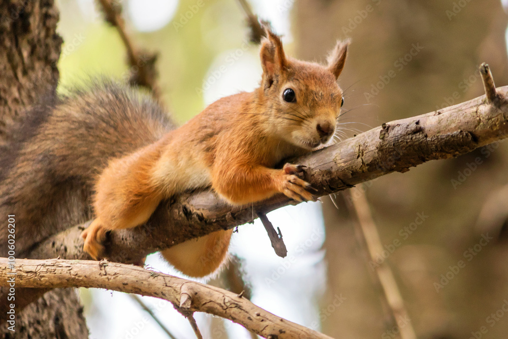 A young wild forest squirrel lies high on a dry tree branch. A young wild forest squirrel lies high on a dry tree branch.