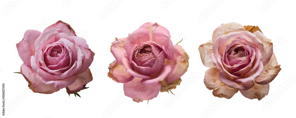 Three dry pink roses isolated on transparent background Three dry pink roses isolated on transparent background