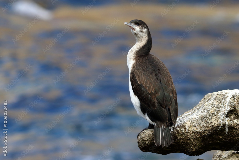 Fototapeta premium black-faced cormorant