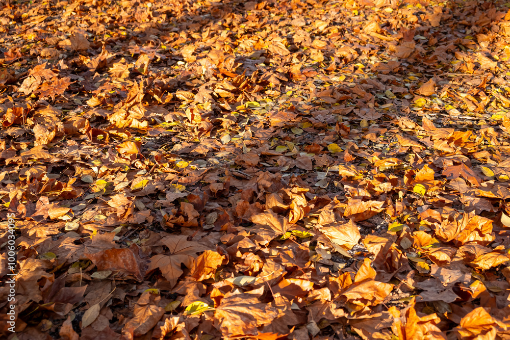 a park in autumn with the ground covered with fallen leaves from the trees. a park in autumn with the ground covered with fallen leaves from the trees.