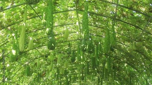 Lagenaria siceraria is unusual in shape, delicious, suitable for cooking. Popularly grown in Taiwan, planted for beauty, decorate the garden to be beautiful and can be used for cooking.