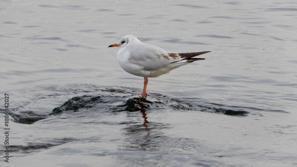 Fototapeta premium Black headed gull