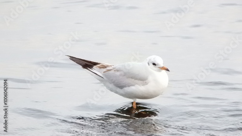 Seagull 