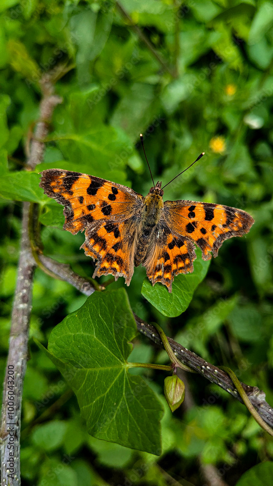 Papillon en campagne Papillon en campagne