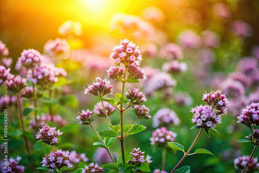 Graceful marjoram flowers flourish in a vibrant garden, bathed in gentle natural light, creating a serene and enchanting atmosphere of blooming beauty and tranquility. Graceful marjoram flowers flourish in a vibrant garden, bathed in gentle natural light, creating a serene and enchanting atmosphere of blooming beauty and tranquility.