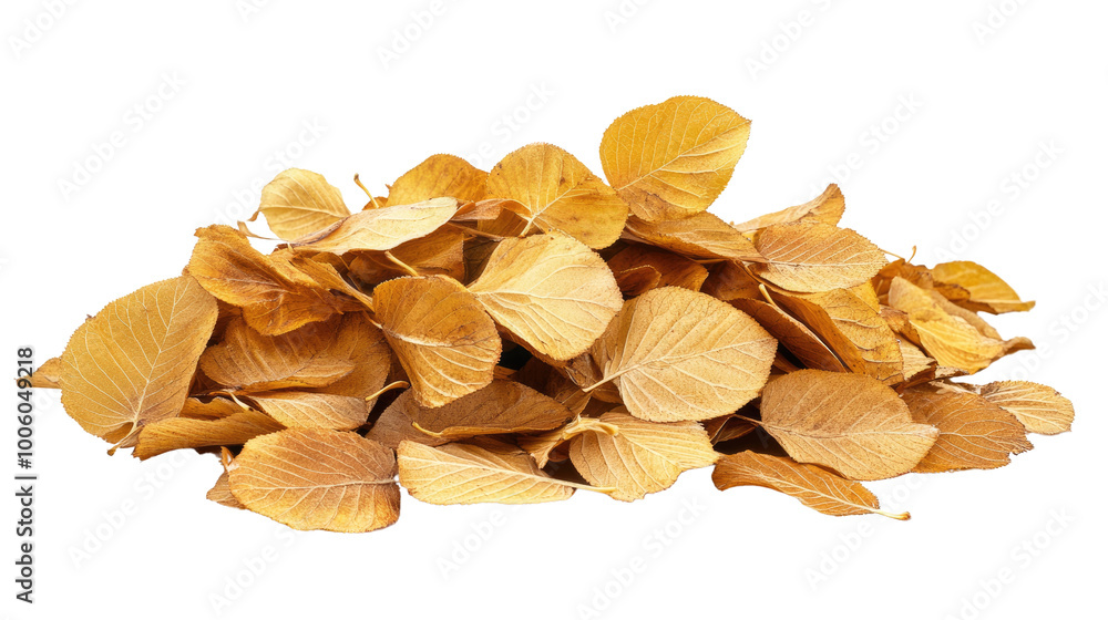 autumn leaves on a transparent background autumn leaves on a transparent background
