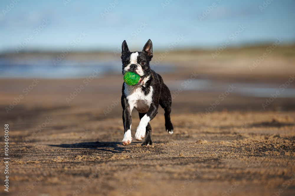 happy boston terrier dog runs on a beach with a ball happy boston terrier dog runs on a beach with a ball