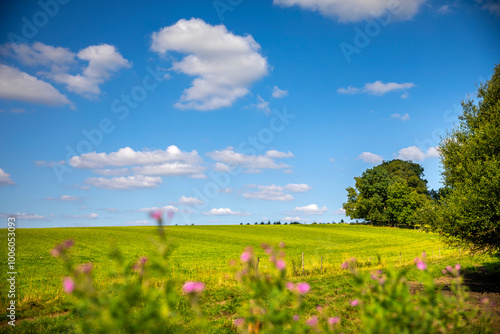 Champ vert au milieu de la campagne française sous le soleil de printemps.