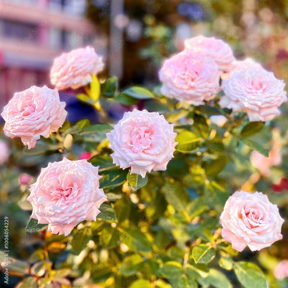 Fragment of the alley of roses after the rain in Kiev, Ukraine.