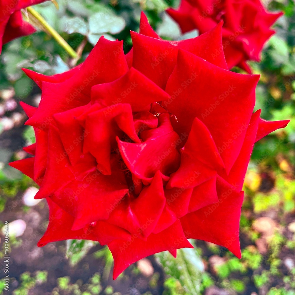 Fragment of the alley of roses after the rain in Kiev, Ukraine.