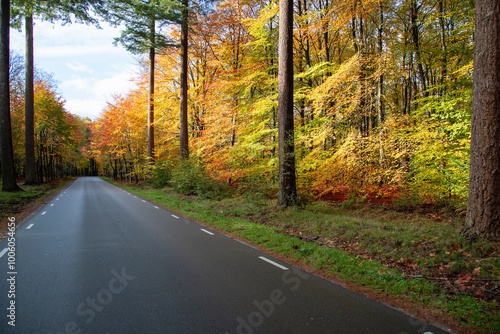 Wallpaper Mural Asphalted provincial road through the forest with colorful autumn trees. Torontodigital.ca