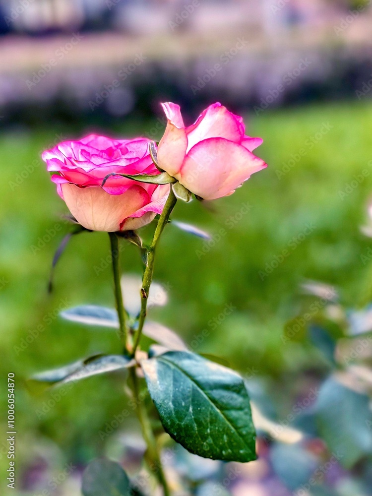 Fragment of the alley of roses after the rain in Kiev, Ukraine.