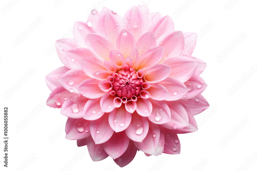 Elegant pink flower head with dewdrops visible on the petals isolated on a white backdrop. Elegant pink flower head with dewdrops visible on the petals isolated on a white backdrop.