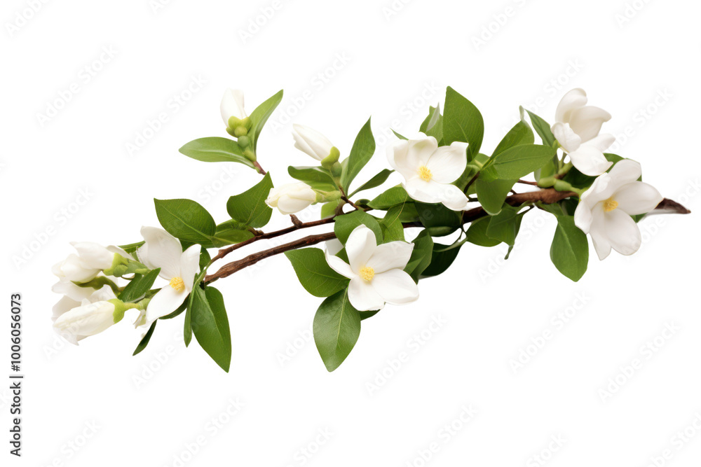Fototapeta premium Elegant branch of white jasmine in full bloom with smooth white petals and dark green leaves, isolated for a minimalist white background.