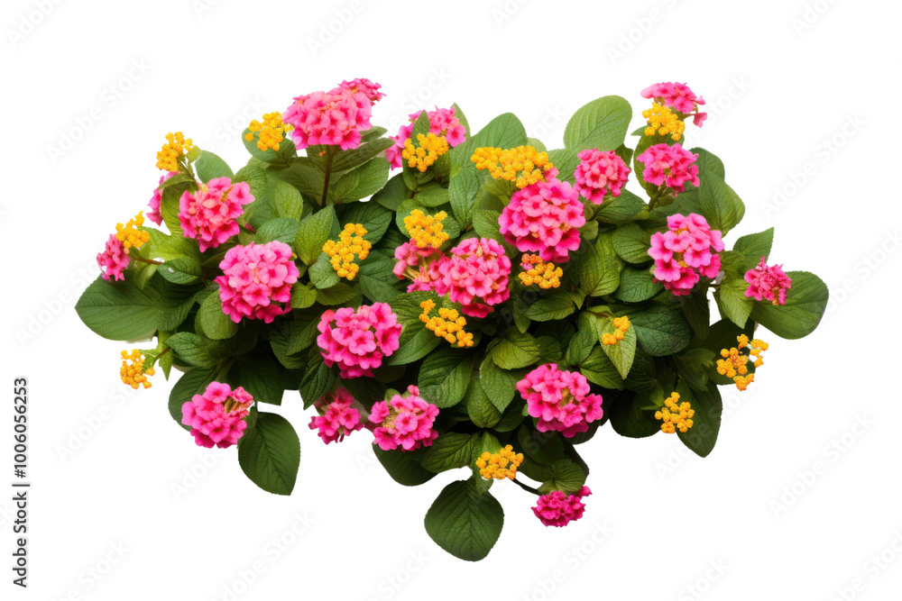 Obraz premium Detailed view of a pink and yellow lantana bush, showcasing the vibrant floral display and rich green foliage against a stark white background