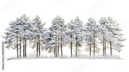 Wallpaper Mural Winter forest on a transparent background Torontodigital.ca