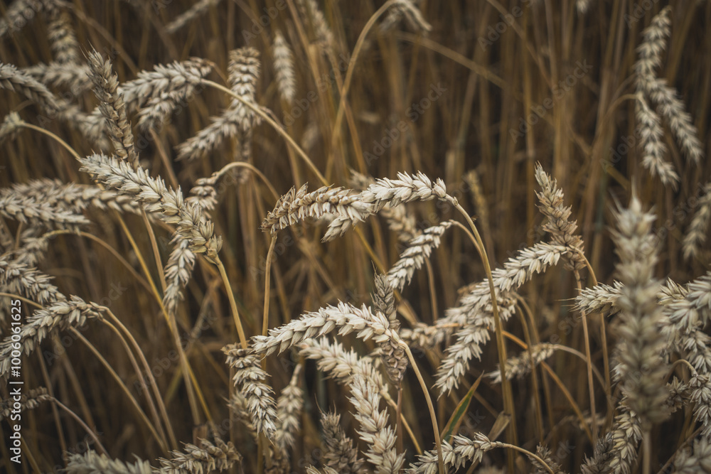 ears of wheat in the field ears of wheat in the field