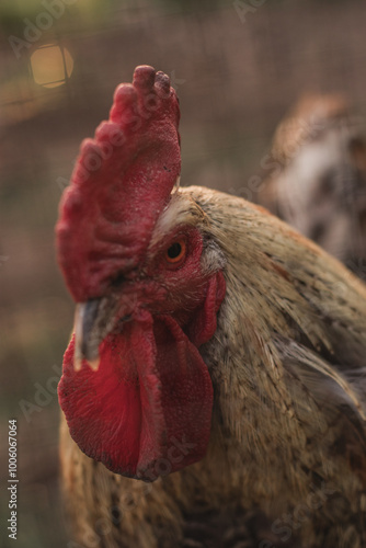 rooster in the farm photo