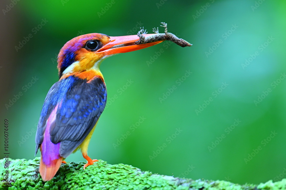Fototapeta premium Oriental dwarf kingfisher