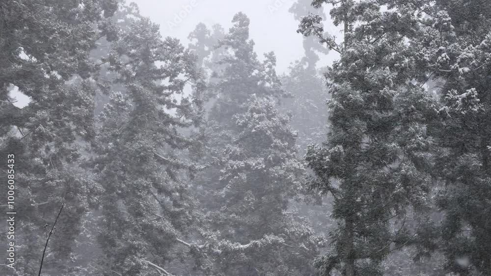 winter landscape view with pine trees forest on mountain covered with snow in kurama mountain forest in cold winter of Kyoto.winter forest with first snow falling winter landscape view with pine trees forest on mountain covered with snow in kurama mountain forest in cold winter of Kyoto.winter forest with first snow falling