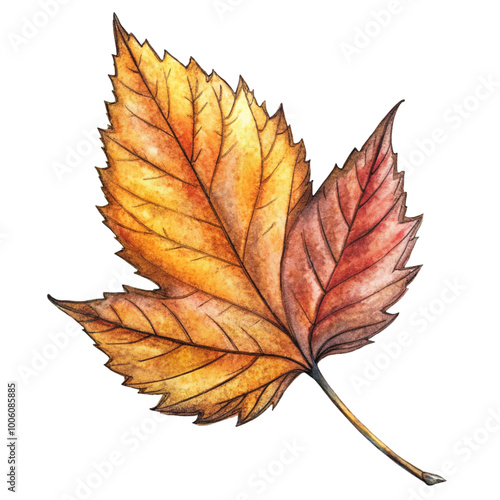 Autumn Leaves on Isolated Background PNG