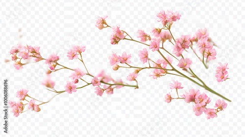 Delicate Pink Flowers on White Background