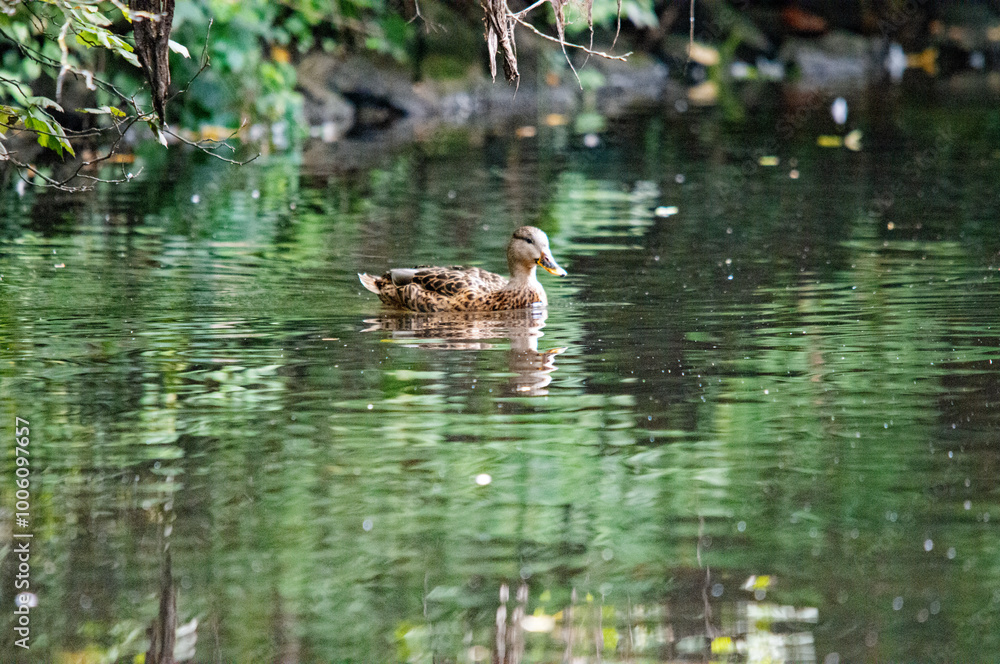 Eine Ente auf dem Wasser Eine Ente auf dem Wasser