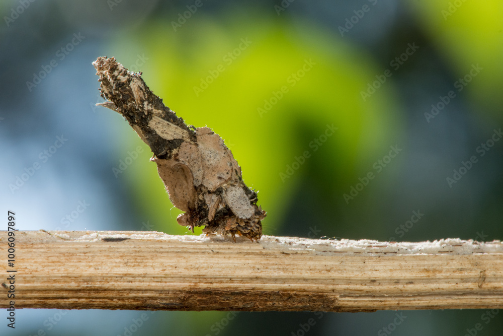 Bagworm moths (Psychidae)-that disguises itself with plant to avoid getting eaten by predators Bagworm moths (Psychidae)-that disguises itself with plant to avoid getting eaten by predators