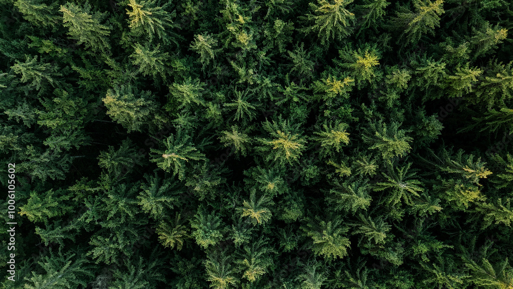Aerial view of trees in forest in Germany Aerial view of trees in forest in Germany