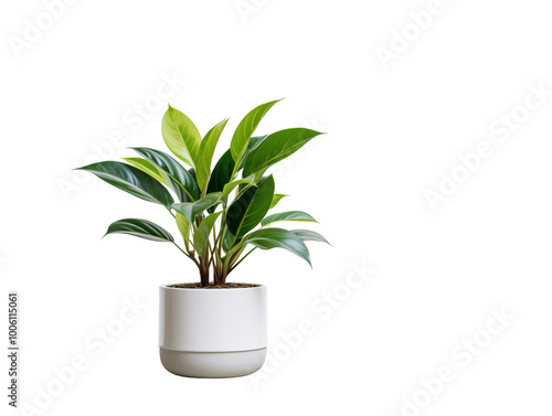 a potted plant with green leaves