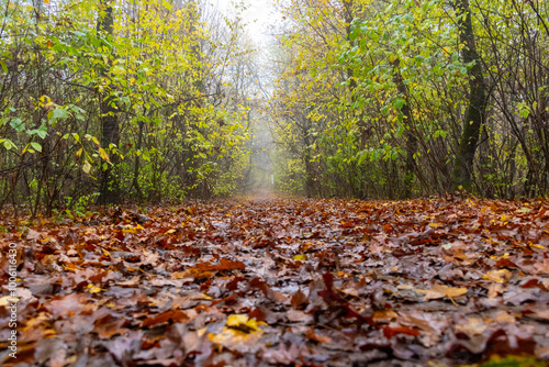 autumn in the park