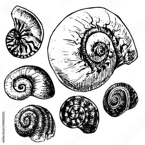 Shells - hand drawn vector illustration set | snails and nautilus