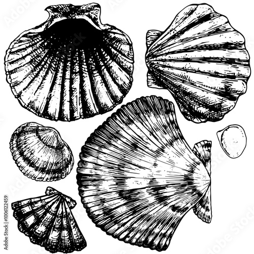 Shells - hand drawn vector illustration set