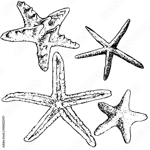 Starfish - hand drawn vector illustration set