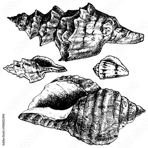 Shells - hand drawn vector illustration set