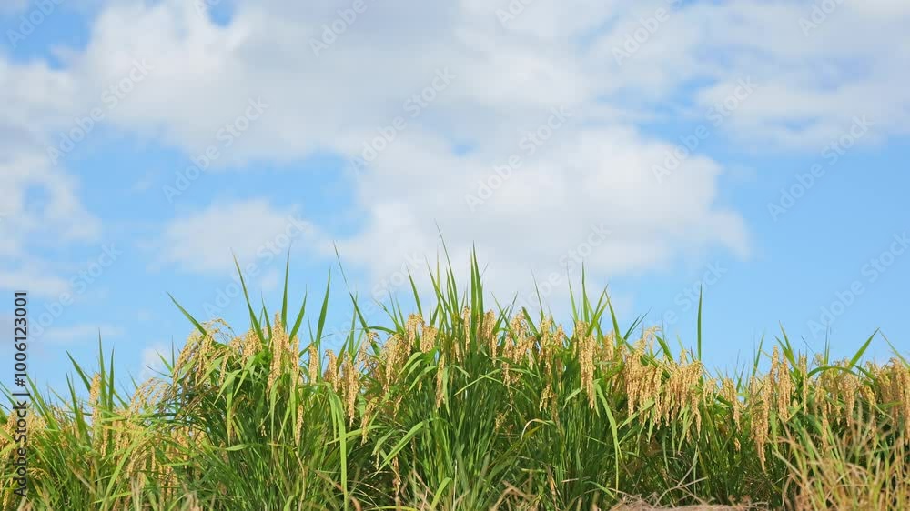 Rice paddy and blue sky background Rice paddy and blue sky background