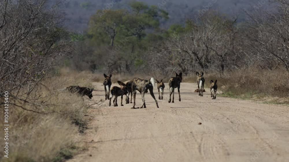 A pack of African wild dogs with pups on the move A pack of African wild dogs with pups on the move