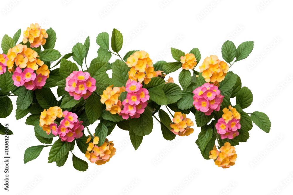 Close-up of a lush pink and yellow lantana bush with individual flowers and green leaves showcased against a clean white background. Close-up of a lush pink and yellow lantana bush with individual flowers and green leaves showcased against a clean white background.