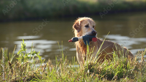 Golden retriever dog swimming in river