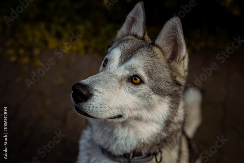 pies husky na ogródku w wiosnę z pomarańczowymi oczami 