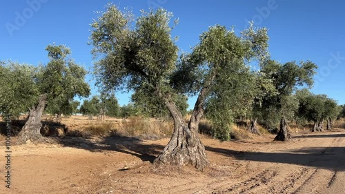 Plano relajante de un Olivo en primer plano con las ramas moviendose por el viento en un paisaje de campo de olivas con huellas de tractor