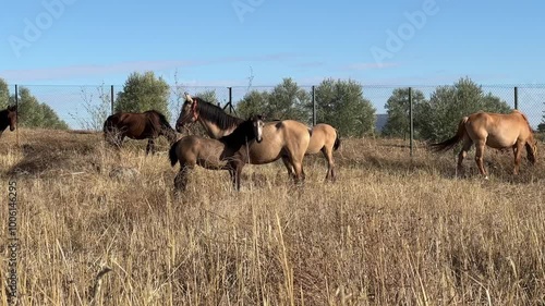 Paisaje de campo con yeguas, potros y caballos pastando en una finca