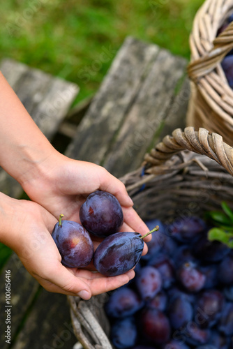 Close-up of a child?s hands holding plums harvested in a basket in a garden photo