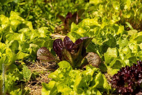 Lettuce heads growing in an organic DIY garden in W�rzburg. photo