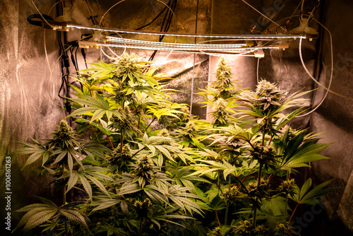 Indoor legal cannabis cultivation in Germany with grow lights.