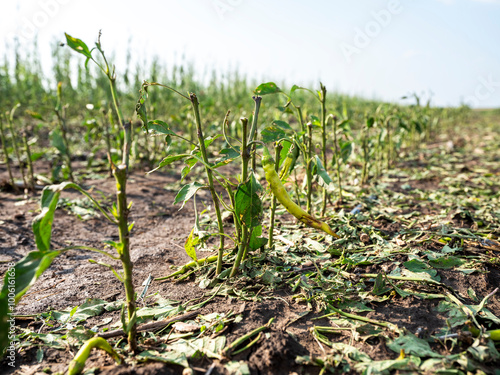 Destroyed agricultural crops at a farm in Vojvodina, Serbia after a hail storm with nobody in the scene.