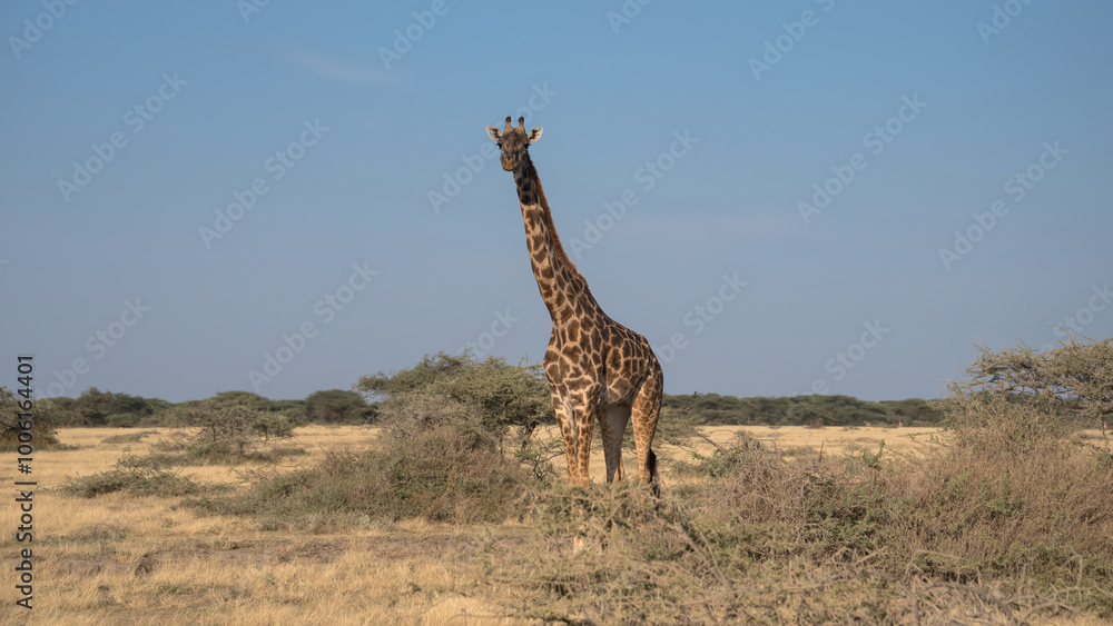 Obraz premium Giraffe, Serengeti National Park, Tanzania