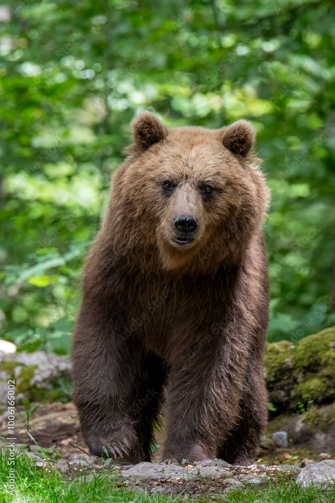Brown bear (Ursus arctos) standing in a Slovenian forest . Brown bear (Ursus arctos) standing in a Slovenian forest .