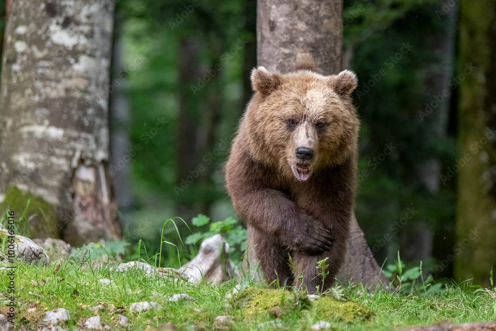 Brown bear walking in the forest of Slovenia. Brown bear walking in the forest of Slovenia.