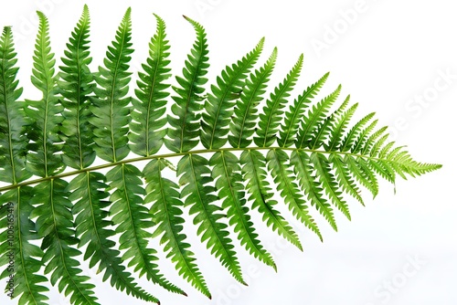 A detailed close-up of a green fern frond isolated against a white background showing every intricate leaf pattern